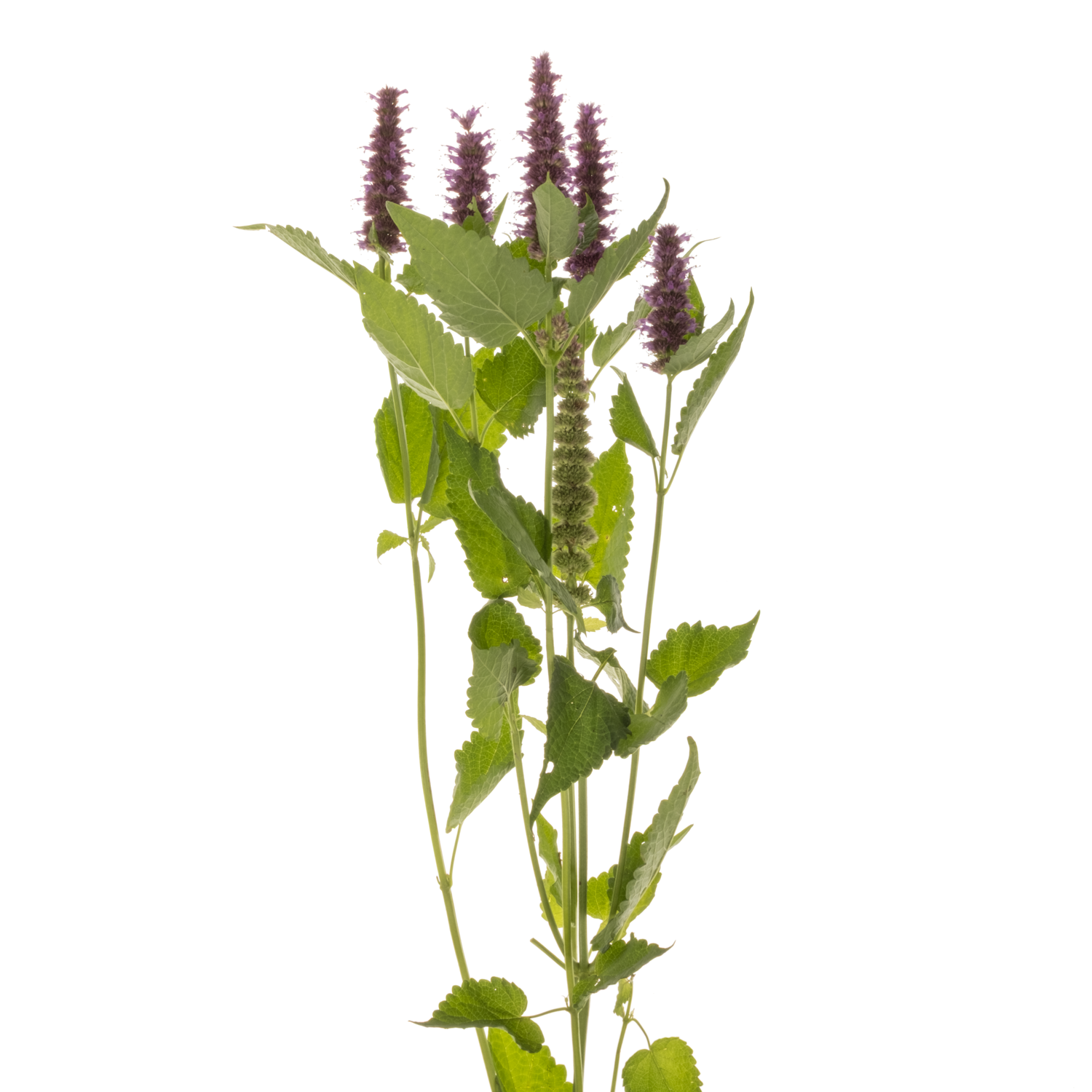 Agastache rosa 80cm