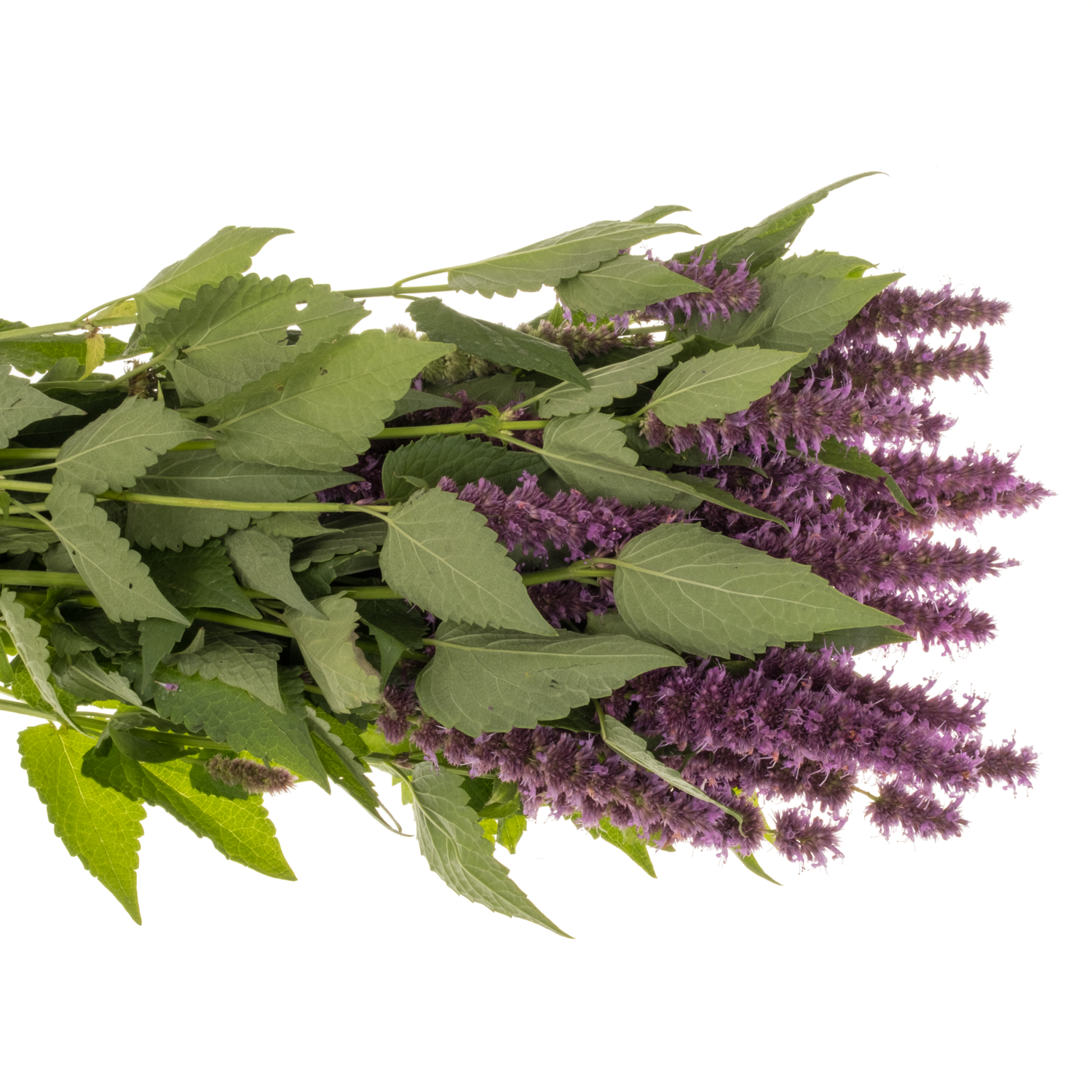 Agastache rosa 80cm