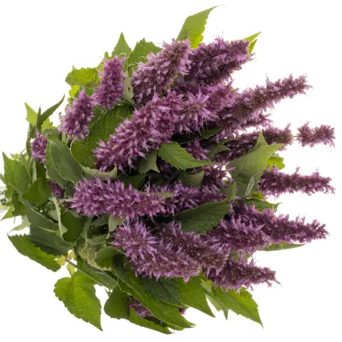 Agastache rosa 80cm