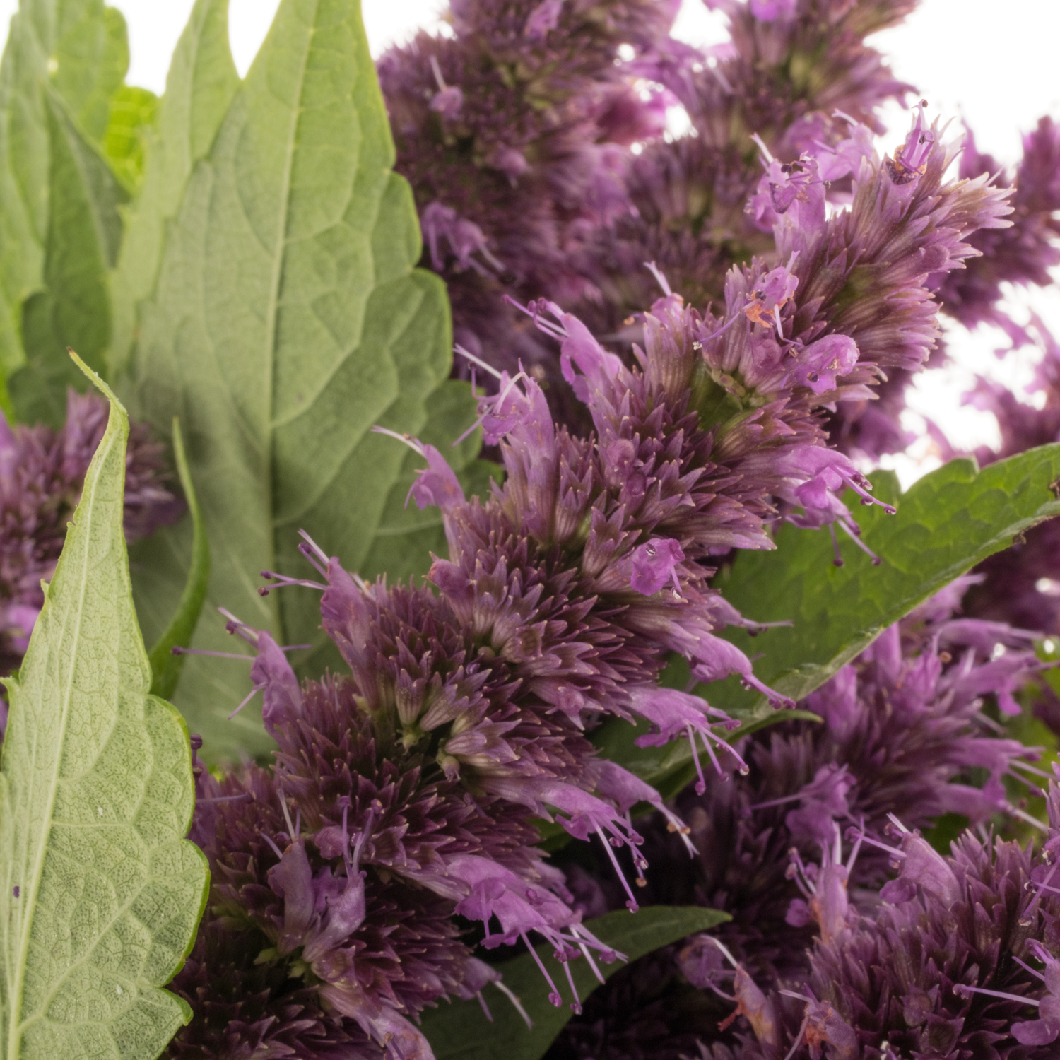 Agastache rosa 80cm