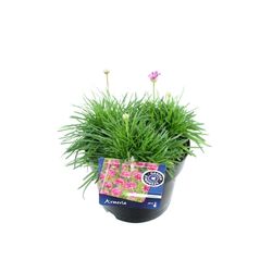 Armeria rosa Splendenx T17 H035