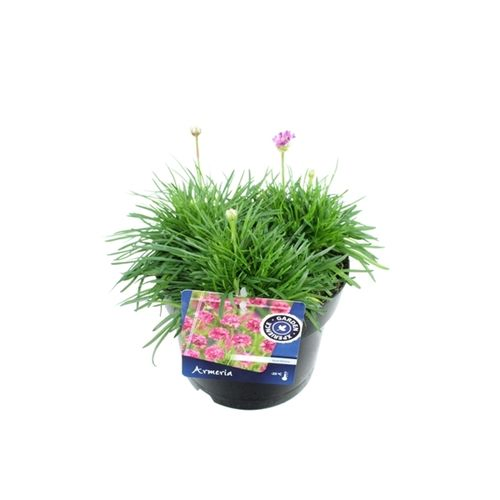 Armeria rosa Splendenx T17 H035