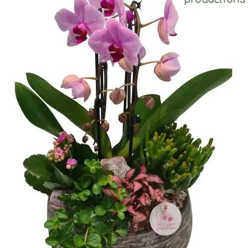 Phal.Arr PH031.3 Dakota Pink T28 H050