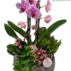Phal.Arr PH031.3 Dakota Pink T28 H050