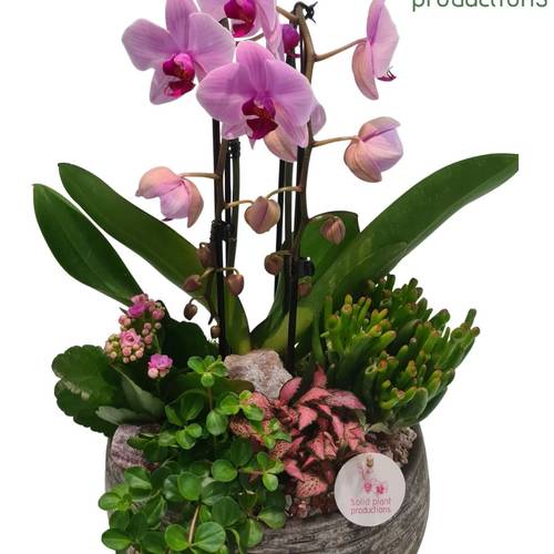 Phal.Arr PH031.3 Dakota Pink T28 H050