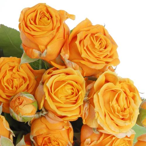 Rose verzweigt orange Coral Bubbles 3+Blüte 40cm