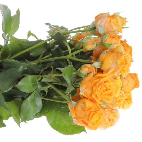 Rose verzweigt orange Coral Bubbles 3+Blüte 40cm