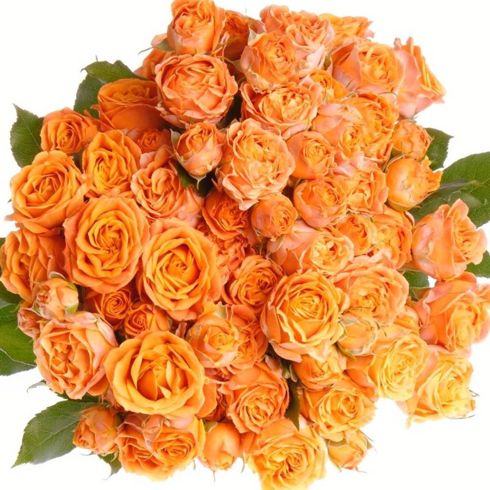 Rose verzweigt orange Coral Bubbles 3+Blüte 40cm