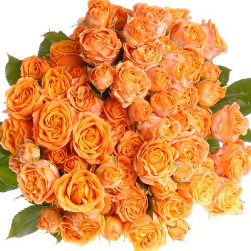 Rose verzweigt orange Coral Bubbles 3+Blüte 40cm