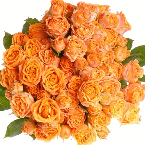 Rose verzweigt orange Coral Bubbles 3+Blüte 40cm