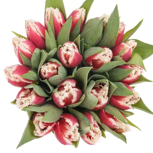 Tulpe weiss/rot Leandro Triflor 28 Gramm