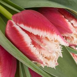 Tulpe weiss/rot Leandro Triflor 28 Gramm