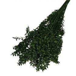 Trocken Ruscus dunkel grün L65cm 110gr