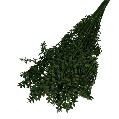 Trocken Ruscus dunkel grün L65cm 110gr