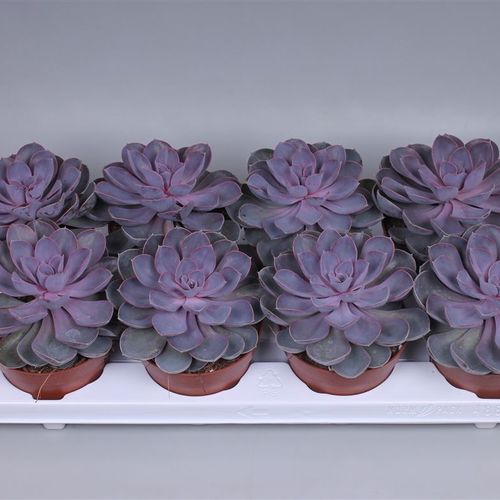 Echev.Purple Pearl T12 H15 