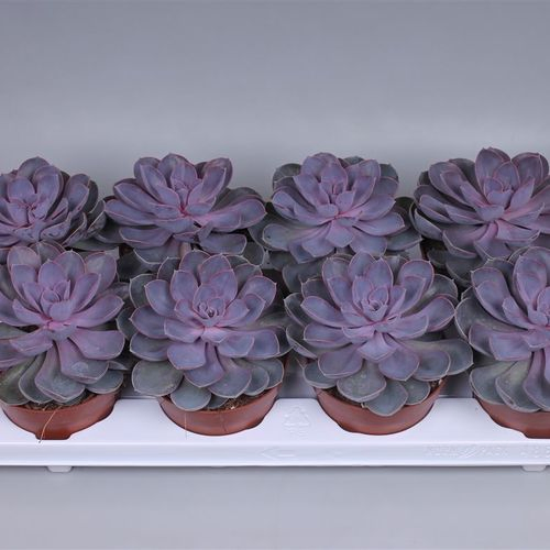 Echev.Purple Pearl T12 H15 