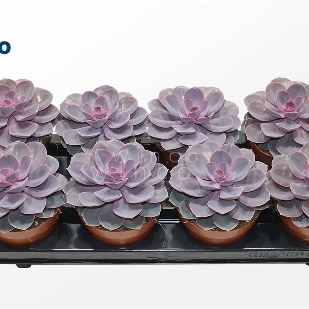 Echeveria Purple Pearl T12 H015