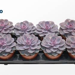 Echeveria Purple Pearl T12 H015