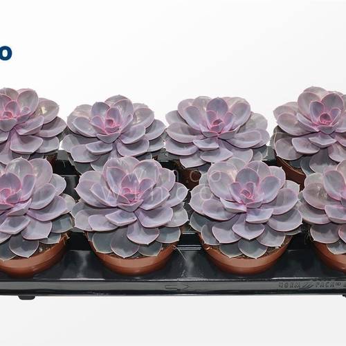 Echeveria Purple Pearl T12 H015