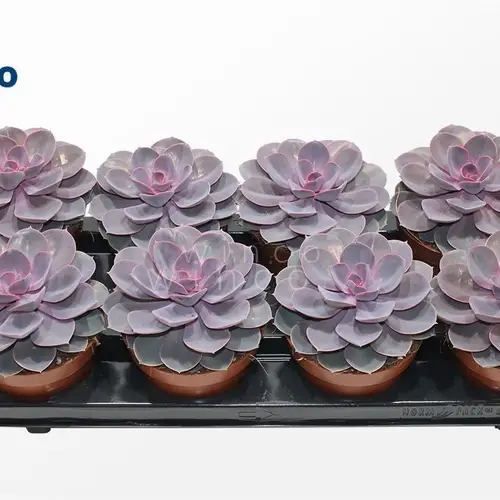 Echeveria Purple Pearl T12 H015