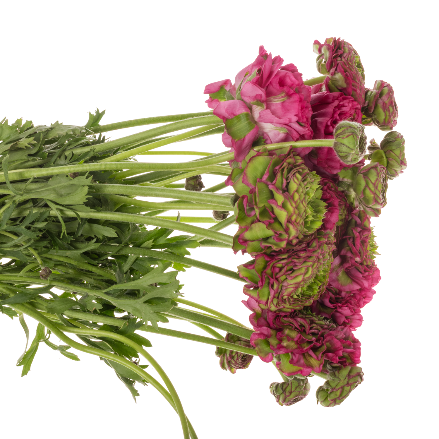 Ranunkel dunkel lila Pon Pon Aladdin Super 40cm