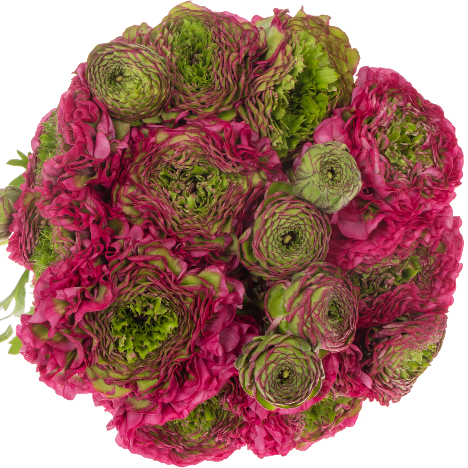 Ranunkel dunkel lila Pon Pon Aladdin Super 40cm