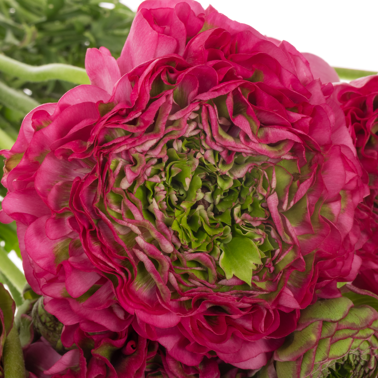 Ranunkel dunkel lila Pon Pon Aladdin Super 40cm