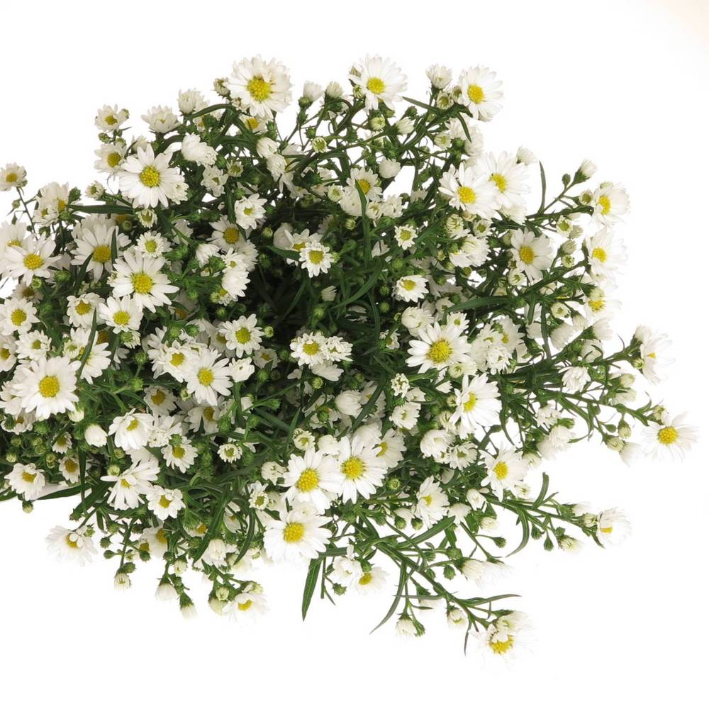 Aster Paquita weiss 30Gramm 70cm