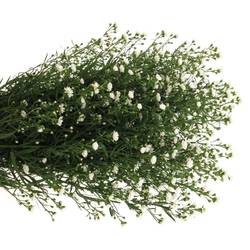Aster Paquita weiss 30Gramm 70cm