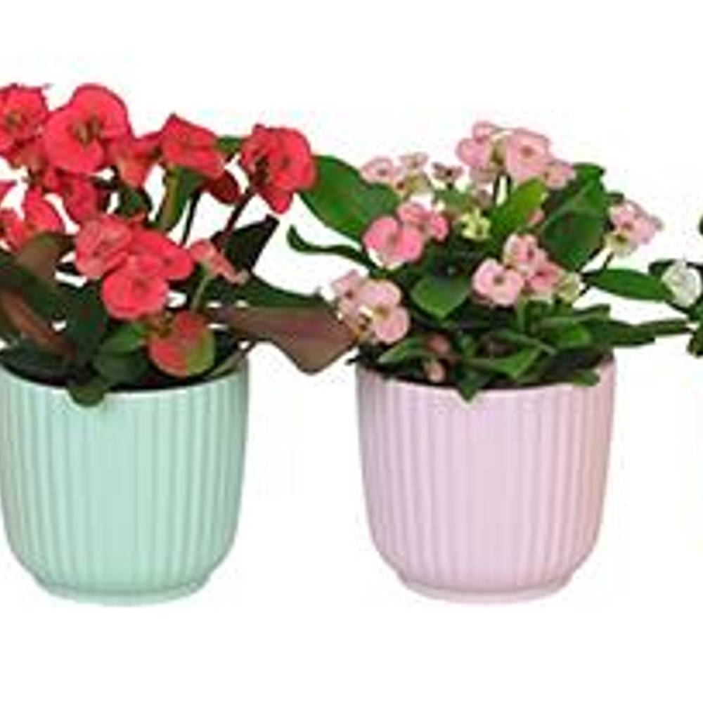 Euphorbia Milii mix im Topf I67062 T06 H013