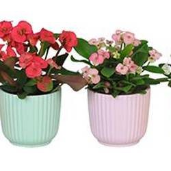 Euphorbia Milii mix im Topf I67062 T06 H013