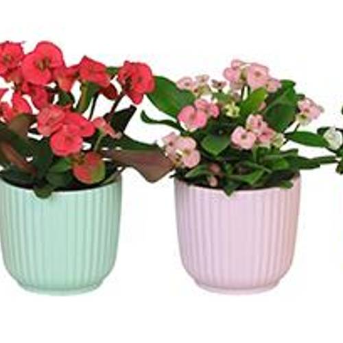 Euphorbia Milii mix im Topf I67062 T06 H013