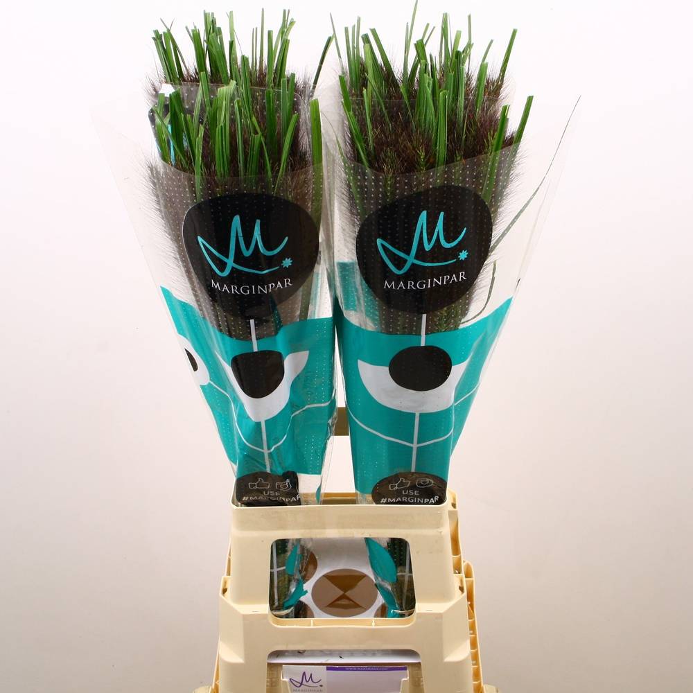 Ziergras Penisetum Black Fox 80cm