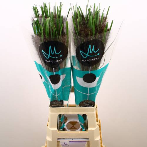 Ziergras Penisetum Black Fox 80cm