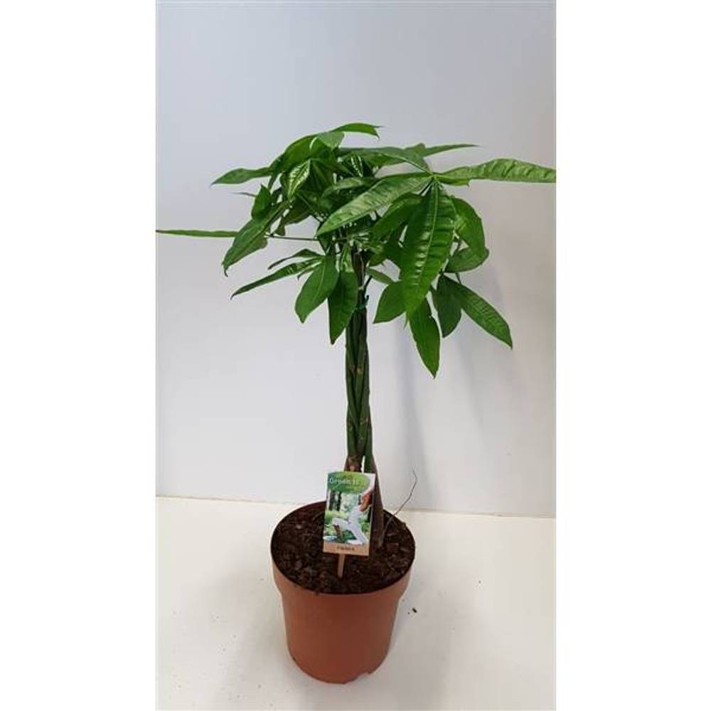 Pachira Aquatica T21 H80