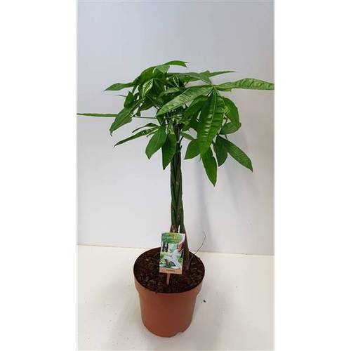 Pachira Aquatica T21 H80