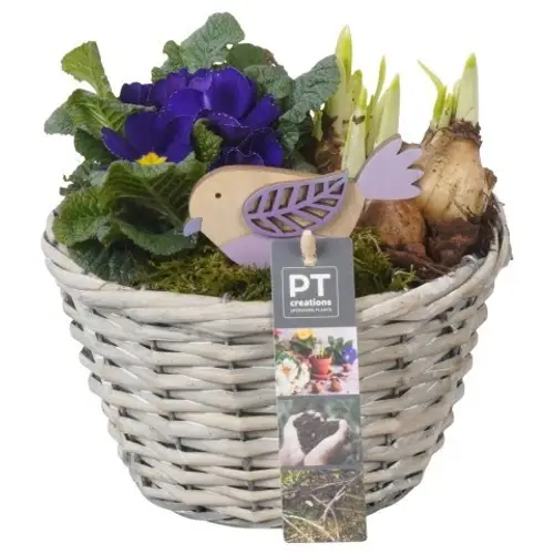 Garten.Arr PTBM3846 +Narcis T18 H020