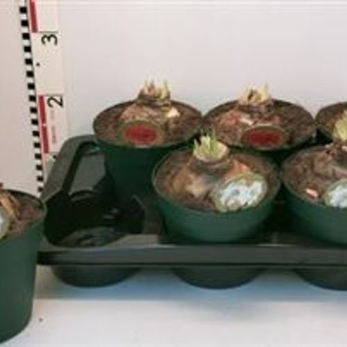 Amaryllis 2er mix Schnapchen Von Uhr