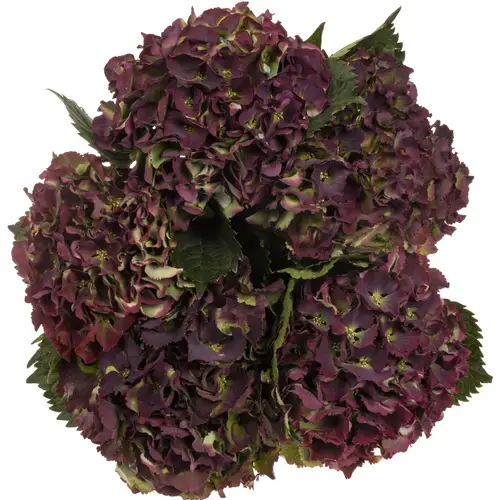 Hortensie dunkel lila/grün Sunset Cl Bol 16cm 60cm