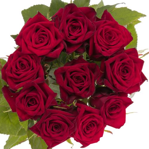 Rose rot Testarossa 50cm