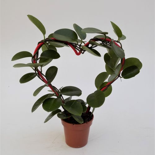 Hoya Herz T12 H50