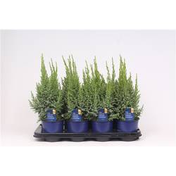 Juniperus Pingii Loderi T13 H035