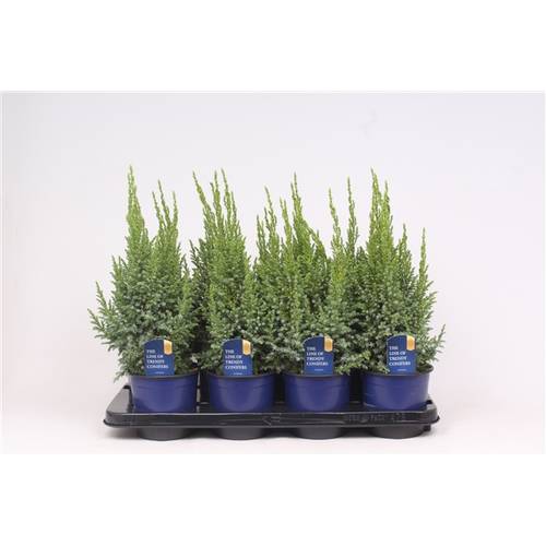 Juniperus Pingii Loderi T13 H035