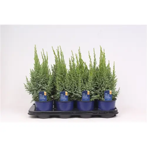 Juniperus Pingii Loderi T13 H035