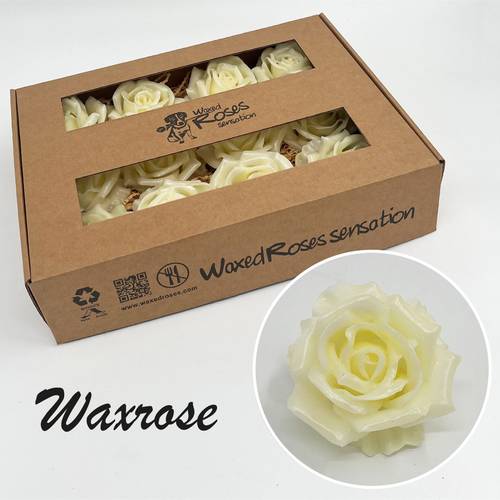 Seiden Wachs Rose creme