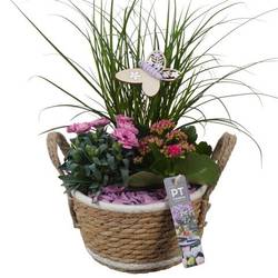 Garten.Arr PTPP6947 T18 H042