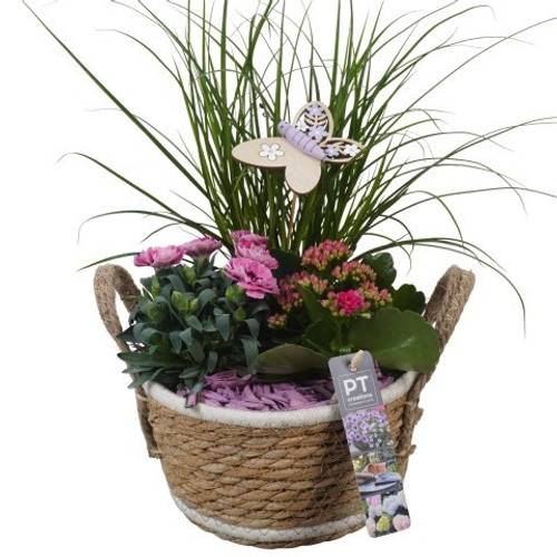 Garten.Arr PTPP6947 T18 H042