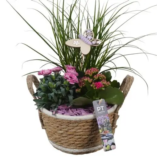 Garten.Arr PTPP6947 T18 H042