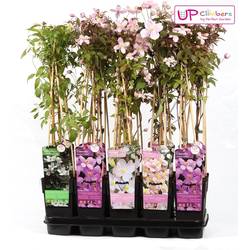 Clematis Mix Grossbl. T15 H065