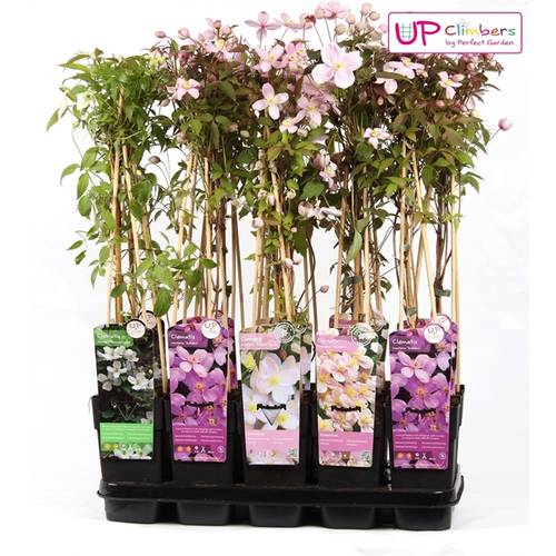 Clematis Mix Grossbl. T15 H065